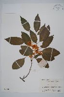 藏品(海紅豆)的圖片