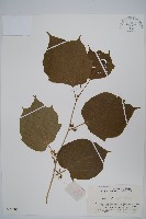 藏品(八角楓、瓜木)的圖片