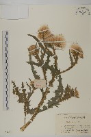 藏品(小薊)的圖片