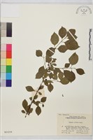 藏品(圓葉鼠李)的圖片