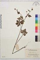 藏品(辣子草、揚子毛茛)的圖片