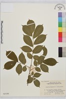 藏品(貓乳)的圖片