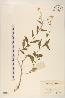 藏品(雞兒腸)的圖片