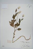 藏品(青葙)的圖片