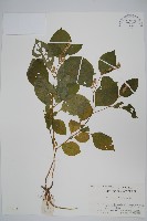 藏品(牛膝)的圖片