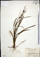 藏品(麥門冬)的圖片