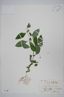 藏品(爵床、六角英)的圖片