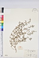 藏品(地錦)的圖片