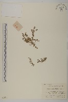 藏品(石胡荽、吐金草)的圖片