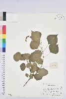 藏品(烏臼)的圖片