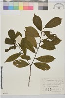 藏品(鈍齒鼠李)的圖片