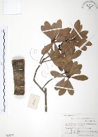 藏品(楊梅)的圖片