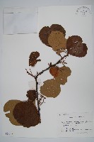 藏品(獼猴桃、奇異果)的圖片