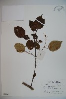 藏品(蝴蝶莢迷)的圖片