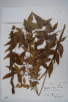 藏品(南天竹、天竹、蘭天竹)的圖片