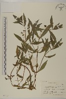 藏品(鱧腸)的圖片