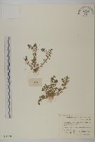 藏品(石胡荽、吐金草)的圖片