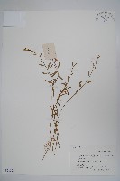 藏品(半邊蓮、鐮磨仔草)的圖片