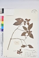 藏品(馬銀花)的圖片