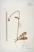 藏品(黃鵪菜)的圖片