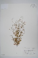 藏品(附地菜)的圖片