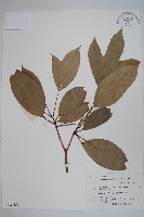 藏品(臺灣樹參)的圖片