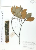 藏品(豬腳楠)的圖片