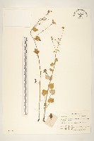 藏品(蒲兒根)的圖片