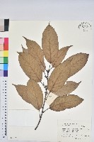 藏品(青剛櫟、鐵椆)的圖片