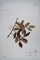 藏品(小葉獼猴桃)的圖片