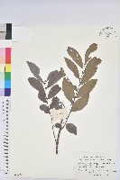 藏品(紅毛饅頭果)的圖片