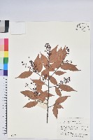 藏品(江南越橘)的圖片