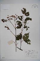 藏品(莢迷)的圖片