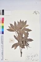 藏品(馬醉木)的圖片