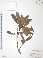 藏品(楊梅)的圖片