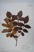 藏品(鹽膚木)的圖片