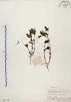 藏品(馬齒莧)的圖片