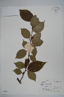 藏品(紫果冬青)的圖片