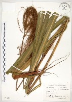 藏品(五節芒)的圖片