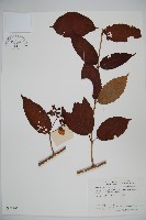 藏品(蝴蝶莢迷)的圖片