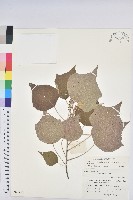 藏品(小果野桐)的圖片