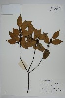 藏品(短梗冬青)的圖片