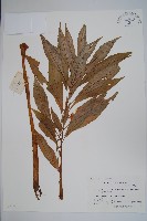 藏品(鳳仙花)的圖片