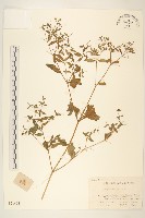 藏品(豨簽)的圖片