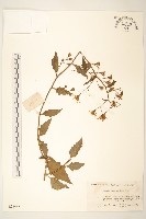 藏品(蔓黃菀)的圖片