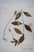 藏品(杜根藤)的圖片