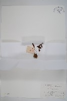 藏品(日本蛇菰)的圖片