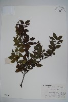 藏品(密毛假黃楊)的圖片