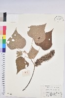 藏品(白背葉)的圖片