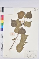 藏品(白臼)的圖片